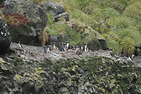 Antipodes Islands