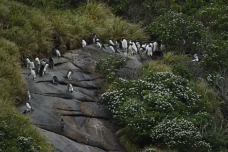 Îles Snares