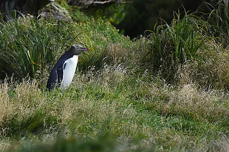 Enderby Island, Aucklandinseln