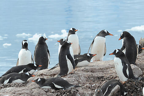 Antarktis: Der Weiße Kontinent – mit Smithsonian Journeys-nath michel antarctic animals hd h .JPEG