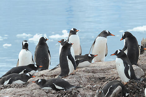 Die Antarktis: Der weiße Kontinent - mit Smithsonian Journeys-nath michel antarctic animals hd h .JPEG