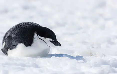 Antarctica: The White Continent – with Smithsonian Journeys-iStock-820742060_Tom Strudley_Antartique_Manchot.jpg