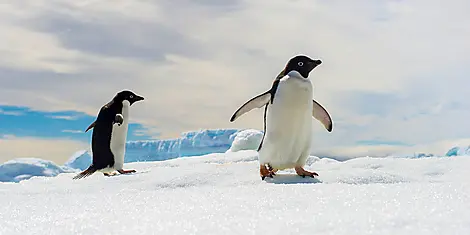 Antarctica: The White Continent – with Smithsonian Journeys