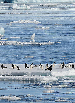 Ross Sea Region