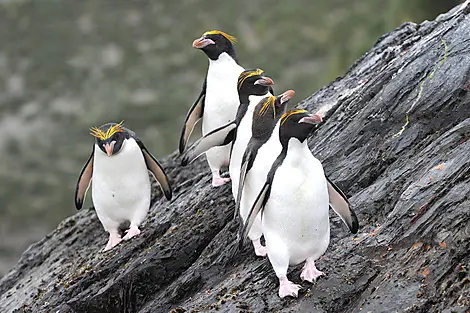 Macquarie Island