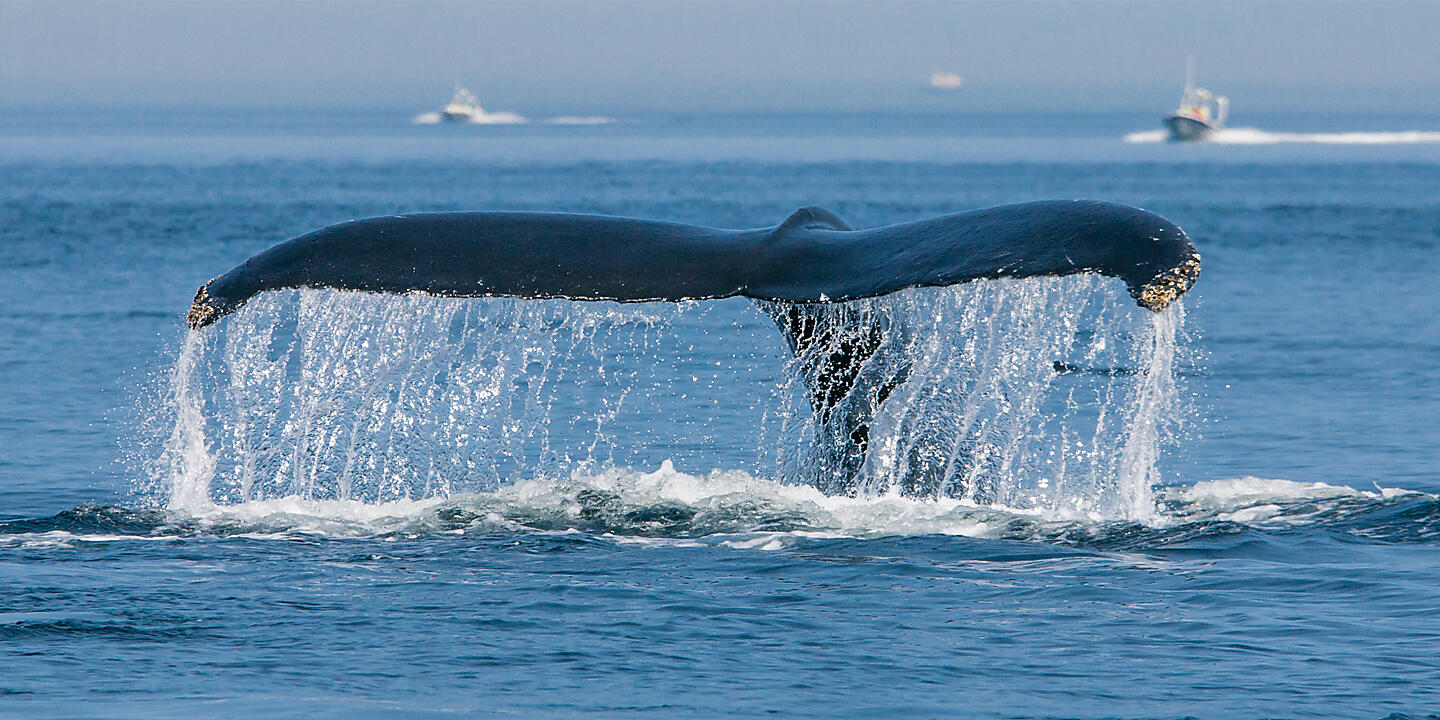 Cruise Natural Wonders Of Greenland And Canada From Reykjavik To Toronto September 2022 Ponant