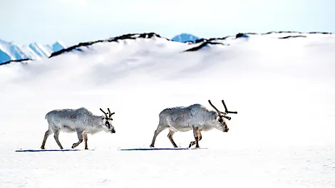 Réserve naturelle du Sud-Est du Svalbard