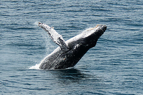 Reise nach Island: Land von Feuer und Eis – mit Smithsonian Journeys-29_S221018_Baleines-a-bosse.jpg