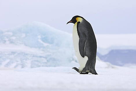 English Coast - in search of emperor penguins