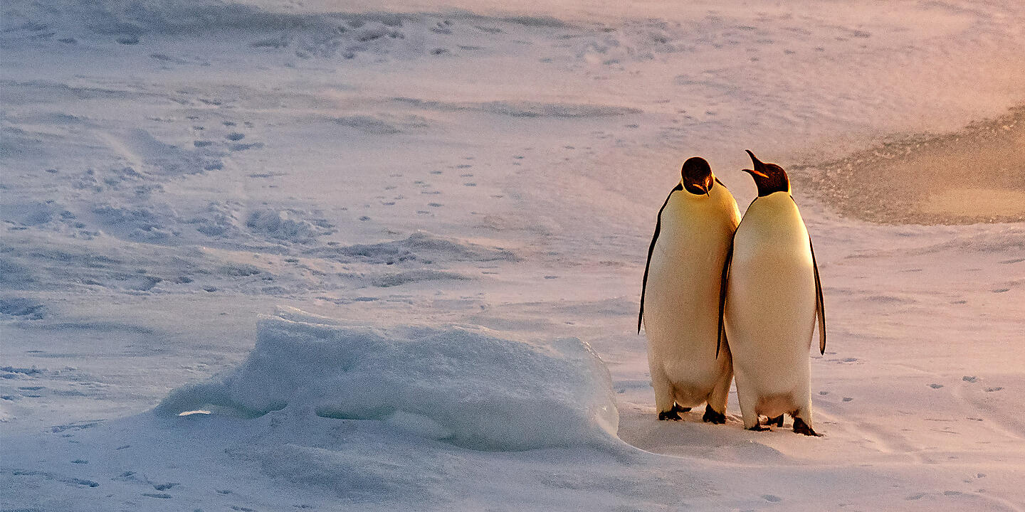Глупый пингвин прячет тело жирное. Глупый Пингвин робко прячет тело жирное в утесах. Глупый Пингвин. Глупый Пингвин робко прячет умный смело достает. Толстый Пингвин робко прячет тело жирное в Утёсах.