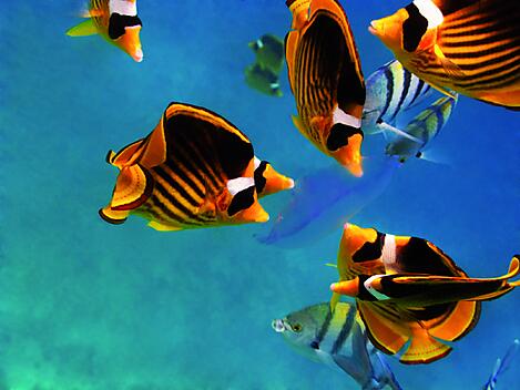 Wonders of the Orient-istockphoto butterflyfish sharm al _Safaga.jpg