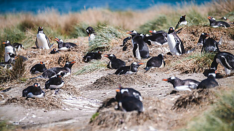 Antarktis, Falklandinseln & Südgeorgien -N-200140A_A151119_Ushuaia-Ushuaia©StudioPonant-Clement Louineau.jpg
