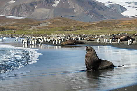 Antarktis & Südgeorgien-No-2250_S141119-ushuaia-ushuaia@StudioPonant-OlivierBlaud.jpg