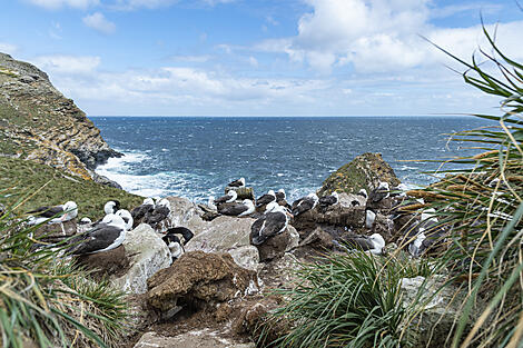 Falklands, South Georgia & Valdes Peninsula: in the heart of the wilderness-39-B141219_West-Point©StudioPONANT-Laurence-FISCHER.jpg