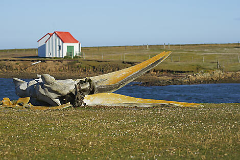 Nature sauvage entre Argentine et îles Falkland-iStock-916301158.jpg