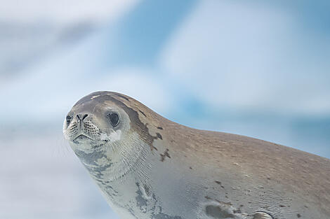 Antarktis `Klassisch´-No-2395_B060220_Ushuaia-Ushuaia©StudioPONANT-Laurence FISCHER.jpg