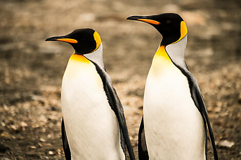Falkland & péninsule Valdès : au cœur du monde sauvage-No-3112_A280220_StAndrew©StudioPonant-JulieLacombe.jpg