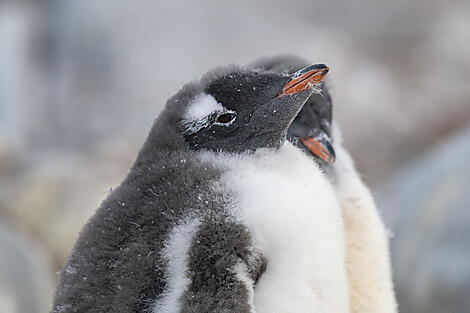 Falkland & péninsule Valdès : au cœur du monde sauvage-No-2379_B260220_Ushuaia-Ushuaia©StudioPONANT-Laurence FISCHER.jpg