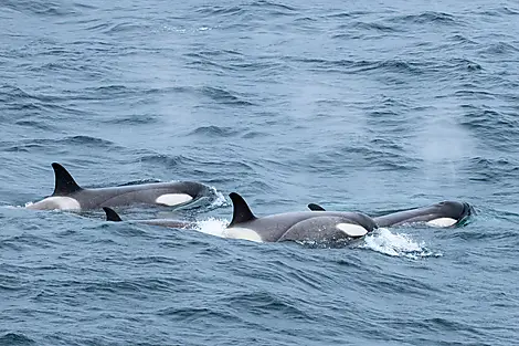 Les manchots empereurs de la mer de Weddell-No-2461_O141221_PuntaArenas-PuntaArenas©StudioPONANT-Olivier Blaud.jpg