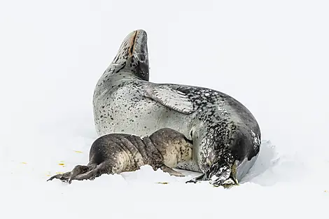 The Emperor Penguins of Weddell Sea-N-1194_O011121_PuntaArenas-PuntaArenas©StudioPONANT-Olivier Blaud.jpg