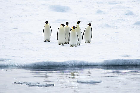 The Emperor Penguins of Weddell Sea-No-1095_O191121_Snow-Hill©StudioPONANT-Olivier Blaud.jpg