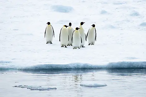 Die Kaiserpinguine des Weddell-Meers-No-1095_O191121_Snow-Hill©StudioPONANT-Olivier Blaud.jpg