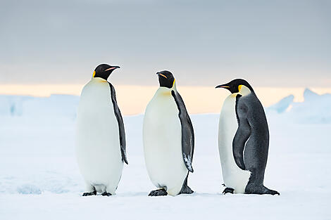 Les manchots empereurs de la mer de Weddell-No-1118_O191121_Snow-Hill©StudioPONANT-Olivier Blaud.jpg