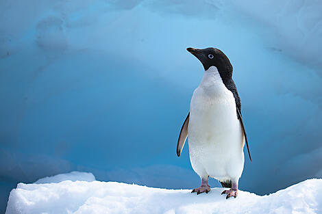 The Emperor Penguins of Weddell Sea-No-2049_O281221_PuntaArenas-PuntaArenas©StudioPONANT-Olivier Blaud.jpg