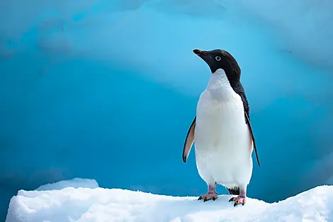 Die Kaiserpinguine des Weddell-Meers-No-2049_O281221_PuntaArenas-PuntaArenas©StudioPONANT-Olivier Blaud.jpg