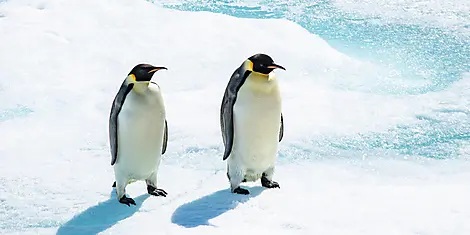 The Emperor Penguins of Weddell Sea