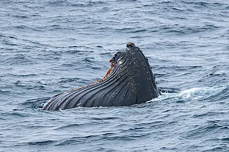 Les manchots empereurs de la mer de Weddell-No-2468_O141221_PuntaArenas-PuntaArenas©StudioPONANT-Olivier Blaud.jpg