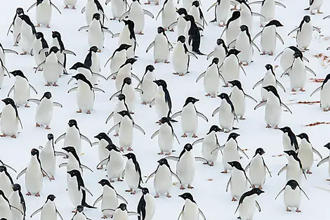 Beyond the Antarctic Circle – In the Wake of Jean-Baptiste Charcot-N-1099_O011121_The-Gullet©StudioPONANT-Olivier Blaud.jpg