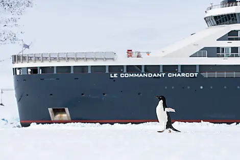 Beyond the Antarctic Circle – In the Wake of Jean-Baptiste Charcot-N-1137_O011121_The-Gullet©StudioPONANT-Olivier Blaud.jpg
