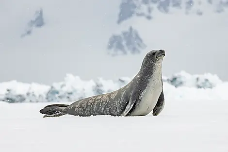 Beyond the Antarctic Circle – In the Wake of Jean-Baptiste Charcot-N-1154_O011121_The-Gullet©StudioPONANT-Olivier Blaud.jpg