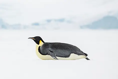 Beyond the Antarctic Circle – In the Wake of Jean-Baptiste Charcot-N-1160_O011121_The-Gullet©StudioPONANT-Olivier Blaud.jpg
