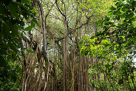 L’essentiel des Seychelles-N-1066-R291118_Aride-Island©StudioPONANT-Charlotte Ortholary.jpg
