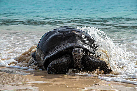 L’essentiel des Seychelles-69-Tortue Aldabra, seychelles_StudioPonant-Servane Roy Berton.jpg