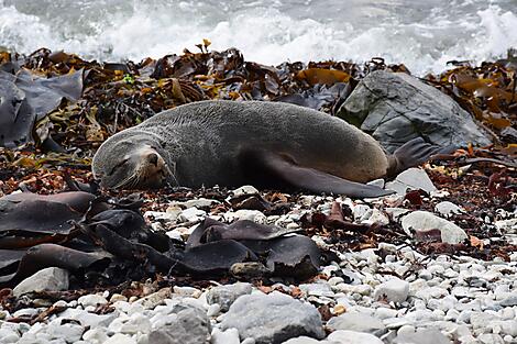 Neuseelands Südinsel vom Meer aus: Eine Reise ins Fjordland – mit Smithsonian Journeys-Black Seal - Kaikoura.jpg