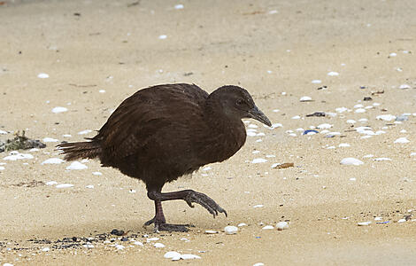 Ancient fjords and unspoiled islands of southern New Zealand-Stewart Island Weka - Ulva Island  83 - Angus McNab.jpg