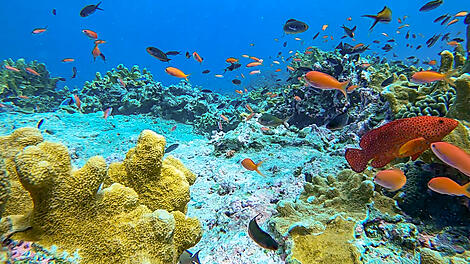 Zanzibar, Aldabra et trésors de l’océan Indien-2101_G141219_MAHE-MAHE©StudioPONANT-Servane Roy BERTON.jpg