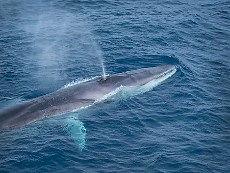 Sailing through the Denmark Strait