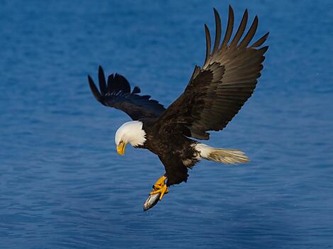 Alaska, nature on a grand scale-iStock_000003095919Medium.jpg