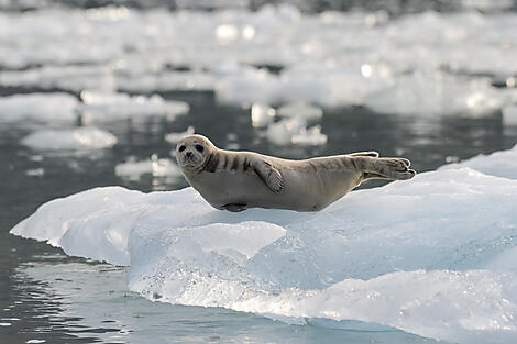 Alaska, nature on a grand scale-N-1350_S220816_Seward-Vancouver©StudioPONANT-Laure Patricot - ok endicot.jpg