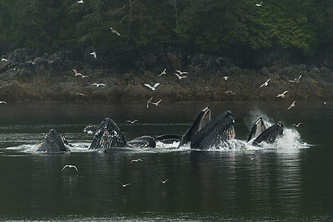 Grandiose Wildnis in Alaska-N-4572_B130917_Nome-Vancouver©StudioPONANT-Olivier Blaud.jpg