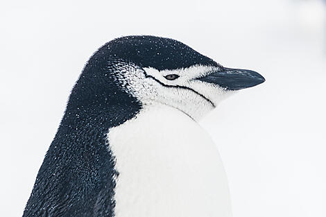 Halbumrundung Antarktis – zwischen den Kontinenten-Balleny island - Chinstrap Penguin©StudioPONANT-VioletteVAUCHELLE-2.jpg