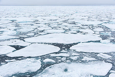 Sailing ice floes along Greenland