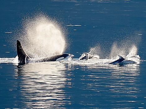 Sailing in the Johnstone Strait