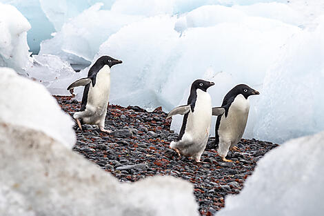Antarktis `Klassisch´-No-2142_Y210122_Ushuaia-Ushuaia©StudioPONANT-Laurence-Fischer.jpg
