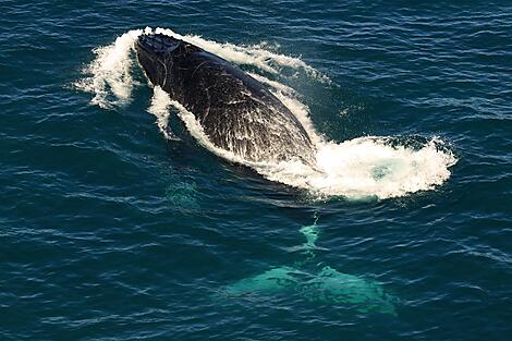 Humpback Whale with white tail_Lacepede Islands_Kimberley_Australia@Studio Ponant_Laure Patricot.jpg