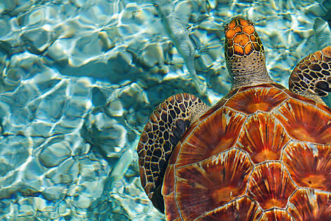 Mosaïque des Marquises, Tuamotu et îles de la Société-iStock_000021205968XXLarge.jpg